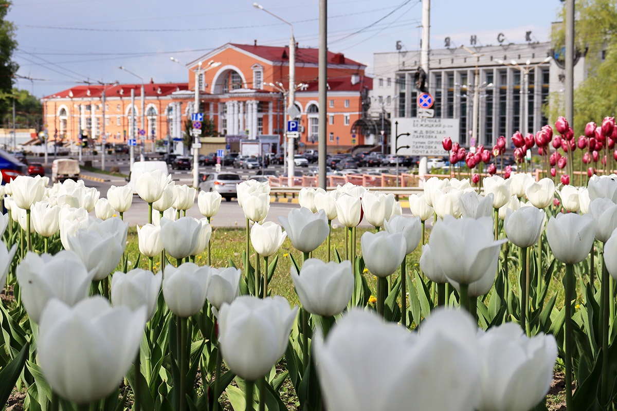 Брянск назвали городом ста тысяч тюльпанов