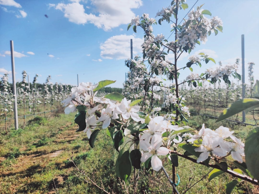 Тысячи молодых яблонь зацвели в Брасовском районе