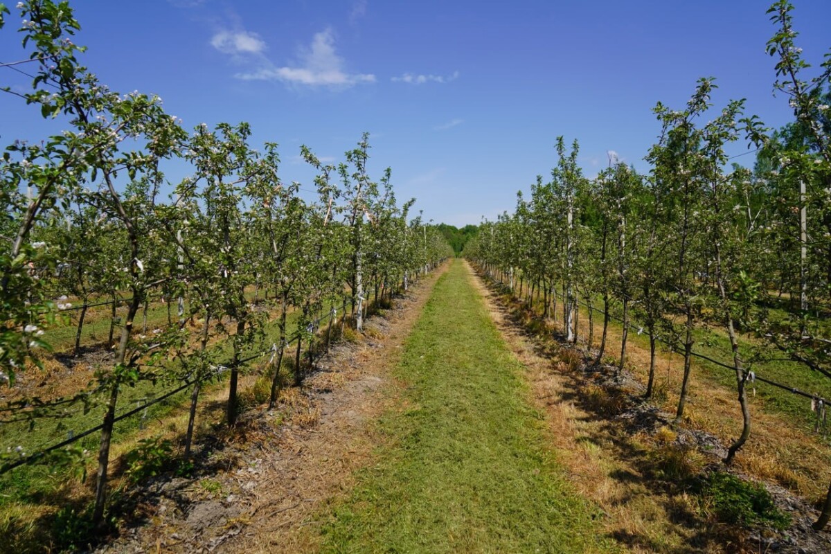 К миллиону яблонь в Клетнянском районе решили добавить груши, сливы и черешни