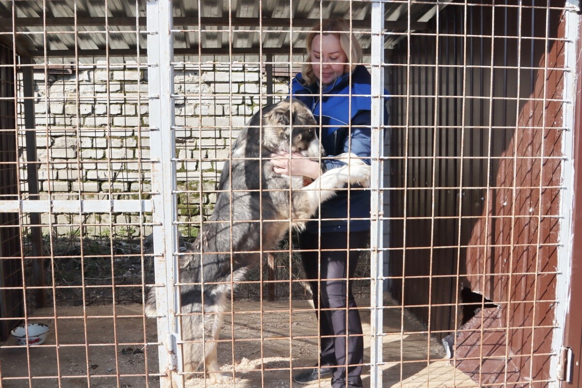 В приюте для животных в Брянске 1 июня объявили Днем открытых дверей