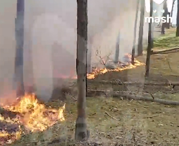 На границе с Украиной в Климовском районе Брянской области лес охвачен пожаром