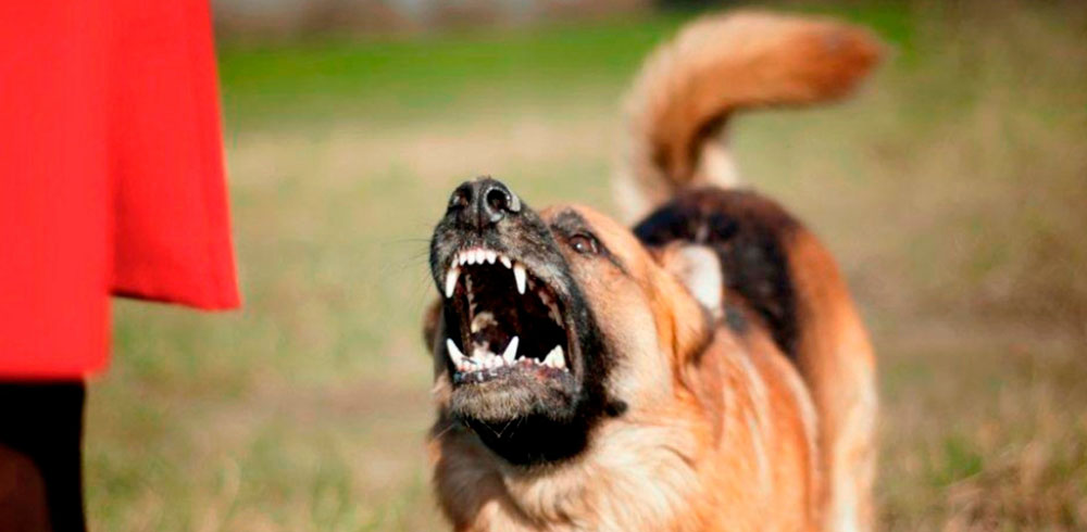 В Новозыбкове чиновники выплатят 50 тысяч рублей за укус бродячей собаки