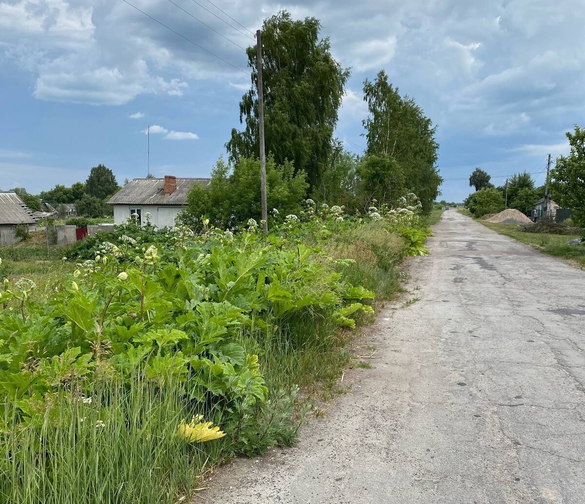 Поглощающий деревню в Выгоничском районе борщевик стал причиной прокурорской проверки