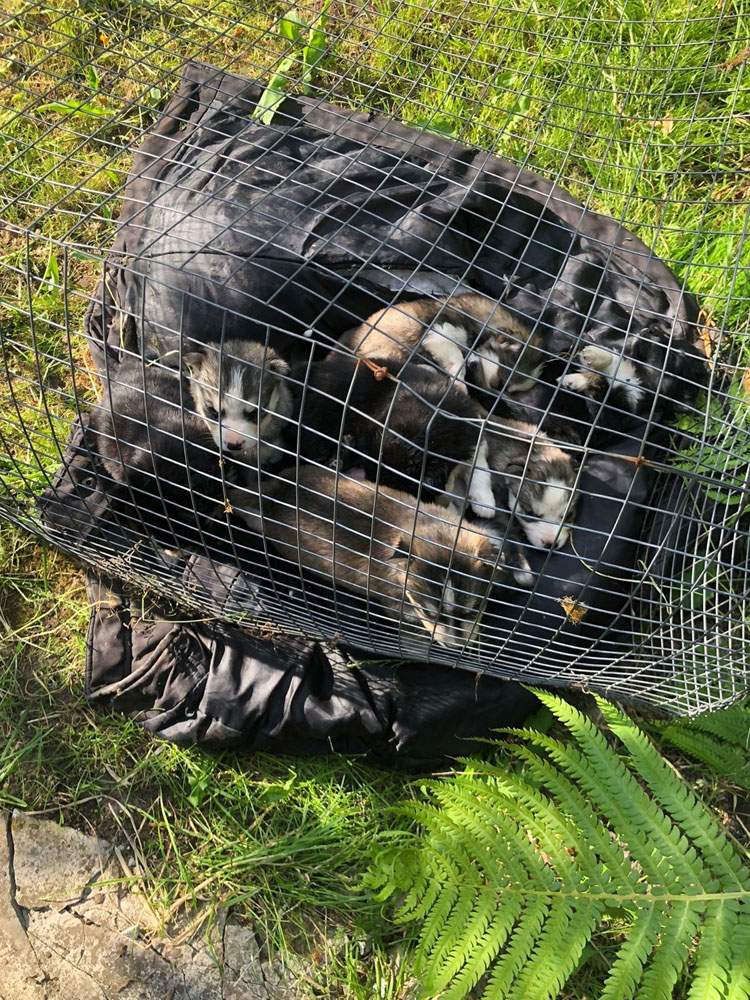 Жители Унечи нашли в лесу целую сетку щенков