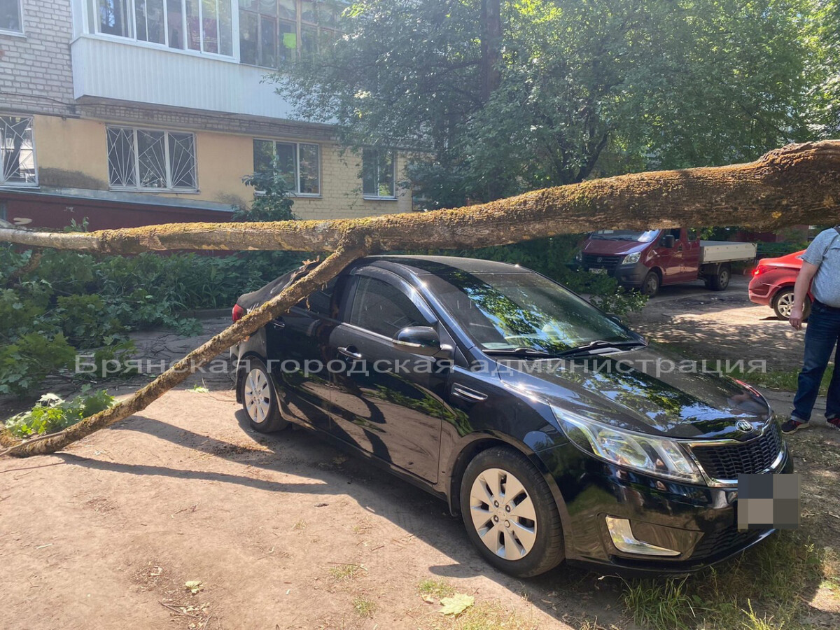 Упавшее в Брянске дерево повредило автомобиль и заблокировало вход в подъезд