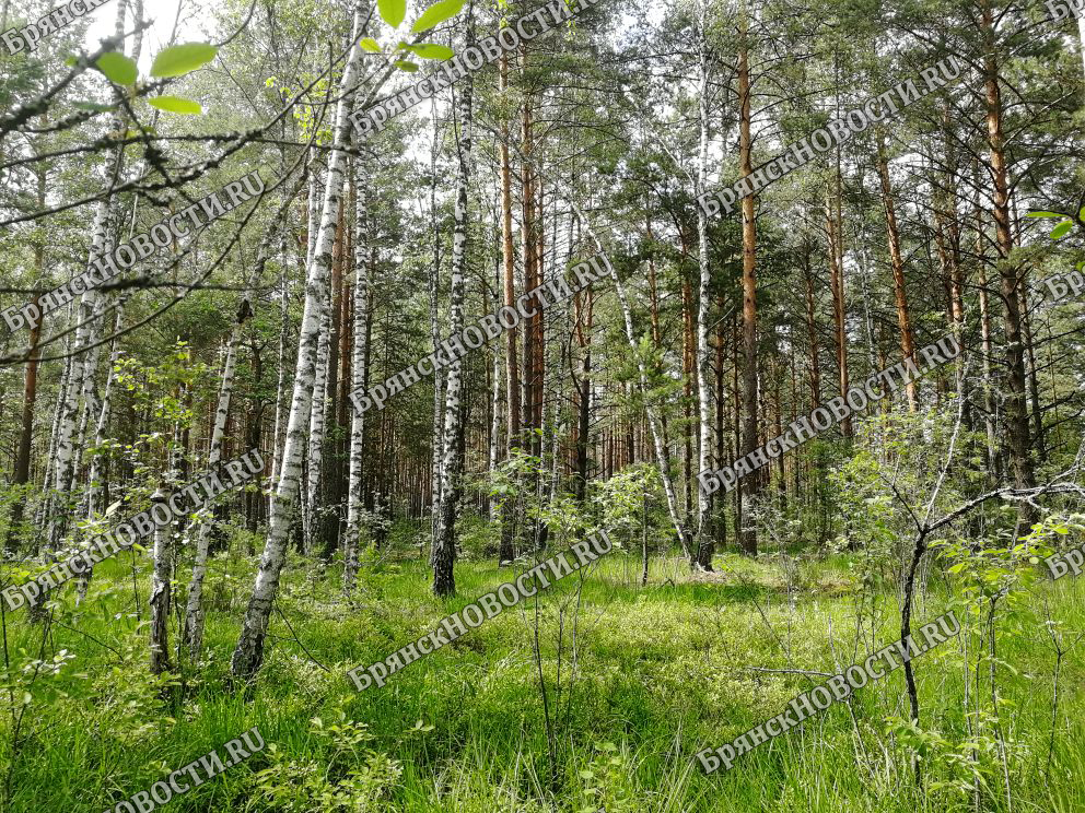 «Найден, жив» – в Новозыбковском районе нашли потерявшегося в лесу мужчину
