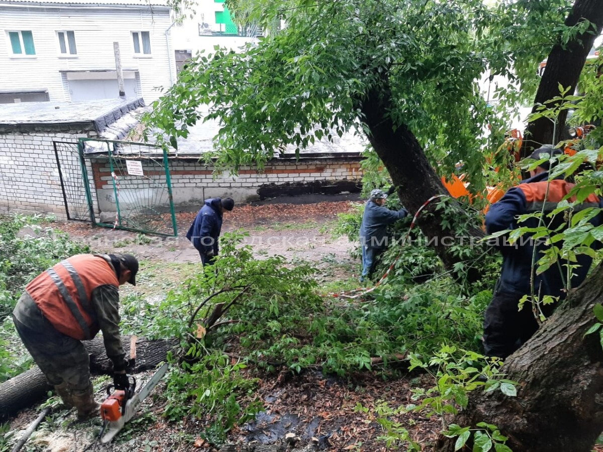 На территории школы по гимнастке в Брянске упала огромная ветка и зацепила электрокабель