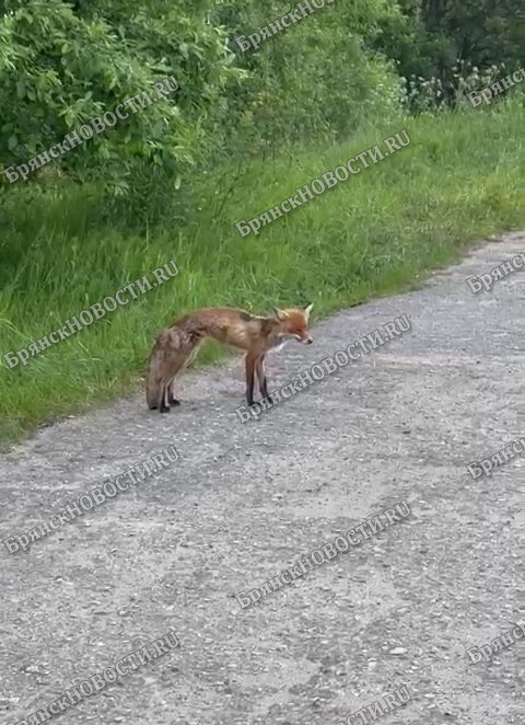 На окраине Новозыбкова горожанка встретила изможденную лису