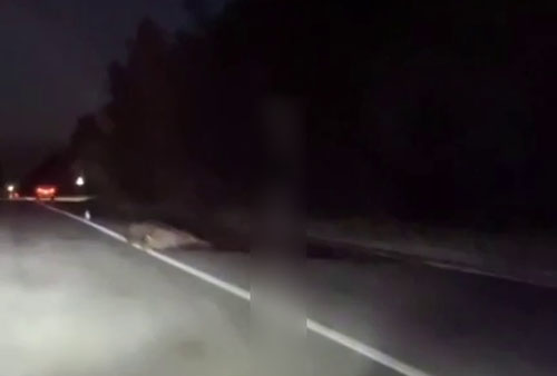 В Дятьковском районе сняли на видео сбитого лося