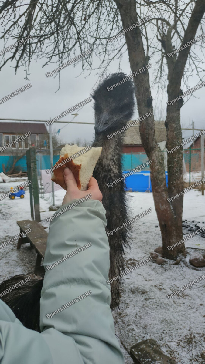 Экологический туризм в Брянской области имеет неплохие перспективы