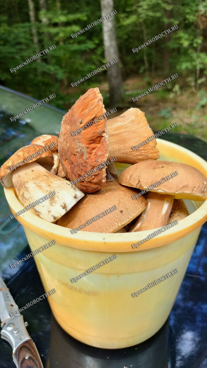 Цезия слишком много в грибах и ягодах юго-запада Брянской области