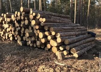 Инспектор по охране леса обвинен в незаконной рубке в Брянской области
