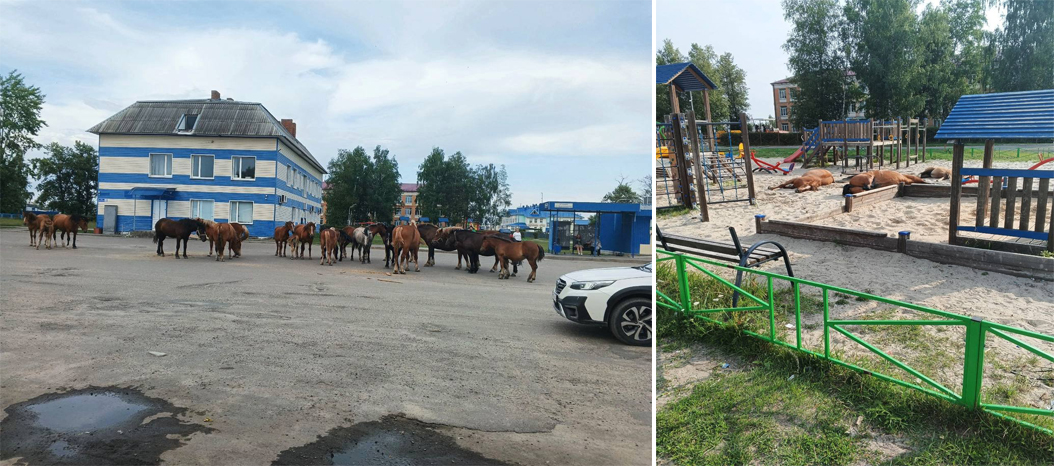 Окраины Брянска давно стали любимой прогулочной зоной для лошадей