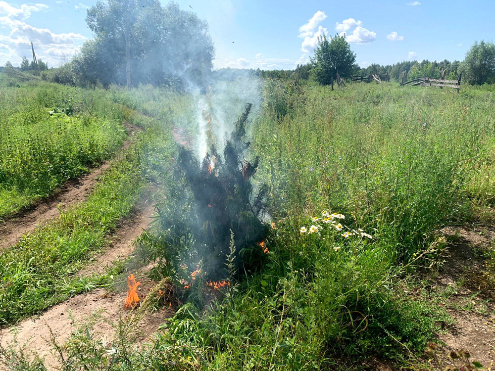 В Брянской области нашли сто квадратных метров засеянных маком