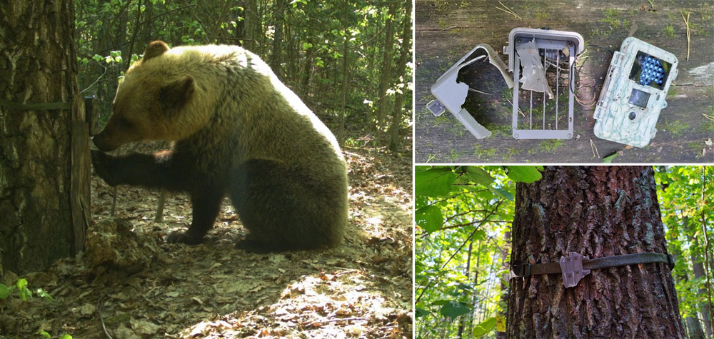В брянском лесу медведь и рысь проверили прочность фотоловушек
