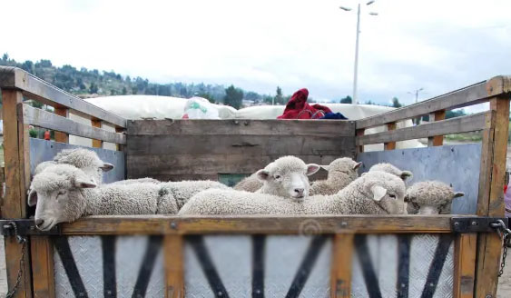 На трассе Брянск — Новозыбков остановили водителя с полным кузовом овечек