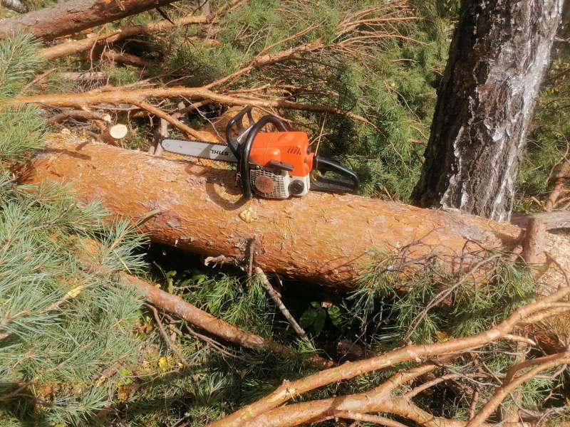 Три сосны спилили на территории лесного массива в Карачевском районе