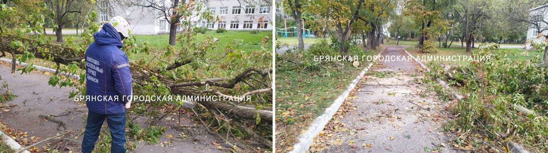 Падающие от напора ветра деревья в Брянске повредили автомобили, перегородили дороги, порвали провода