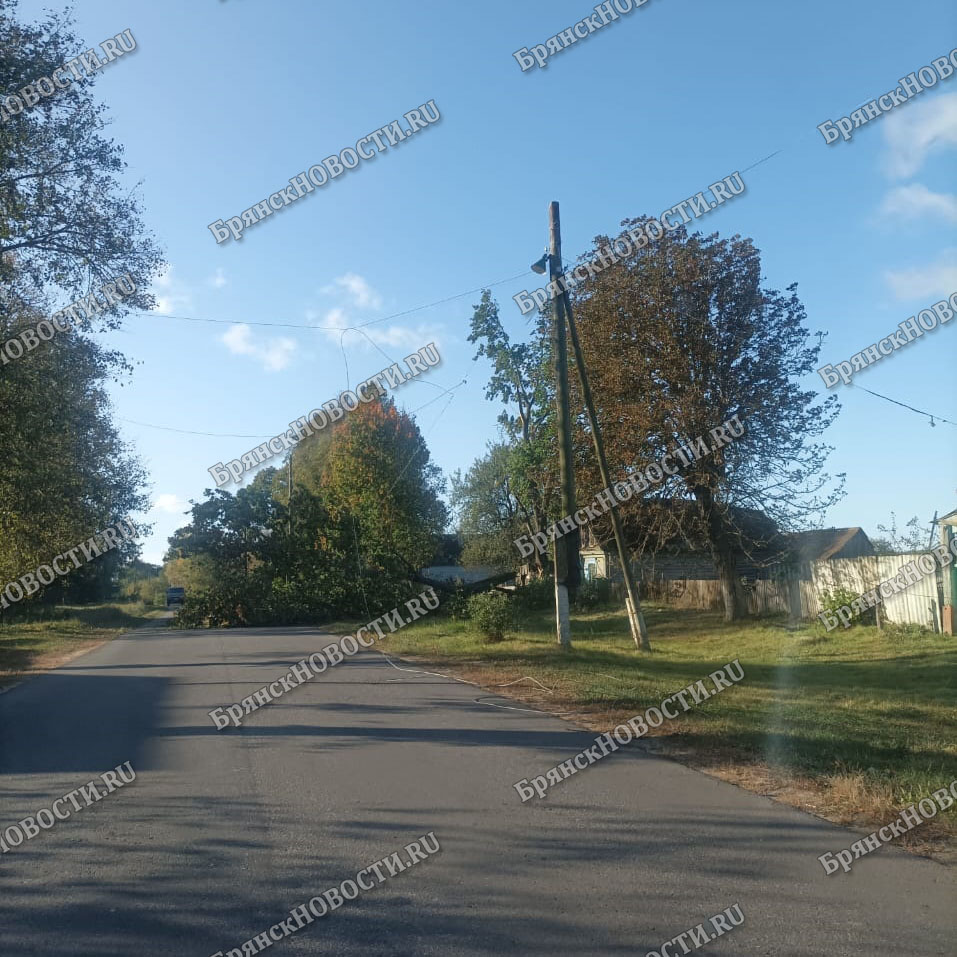 В Новозыбковском районе повалены деревья, оборваны провода