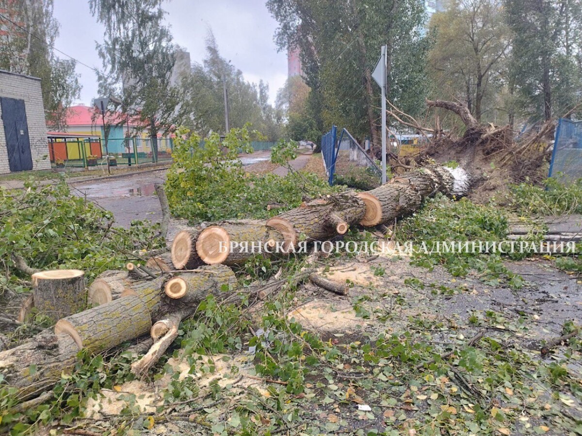 На территорию детсада в Брянске упало огромное дерево
