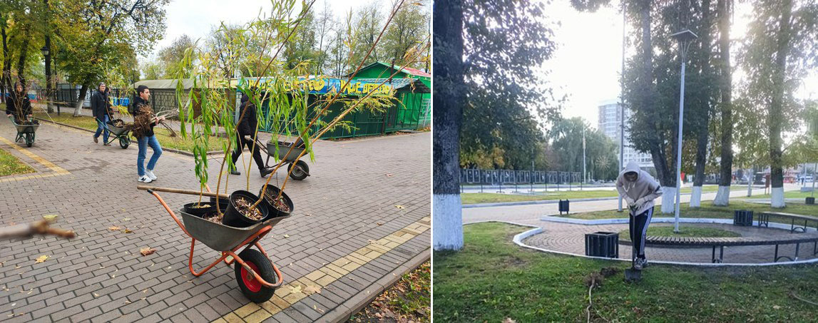 В парках Брянска стало больше молодых деревьев