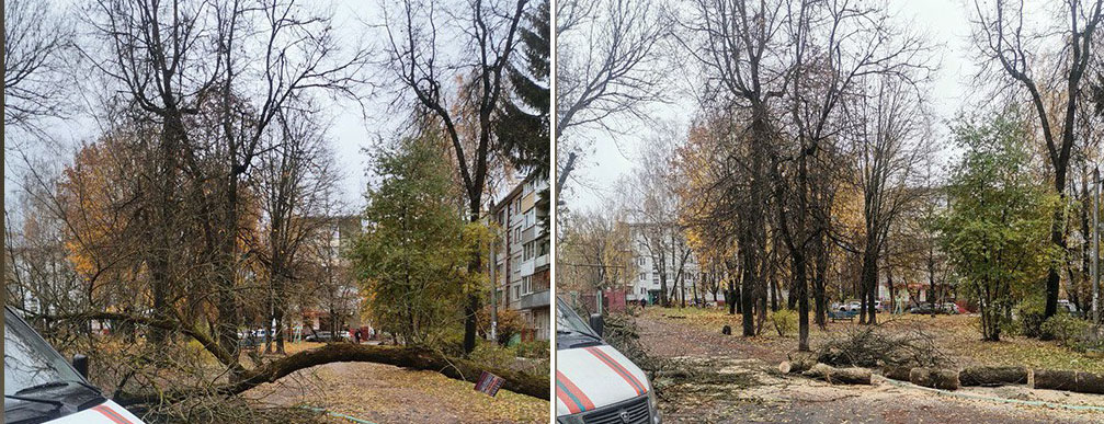 Упавшее дерево распилили в Брянске