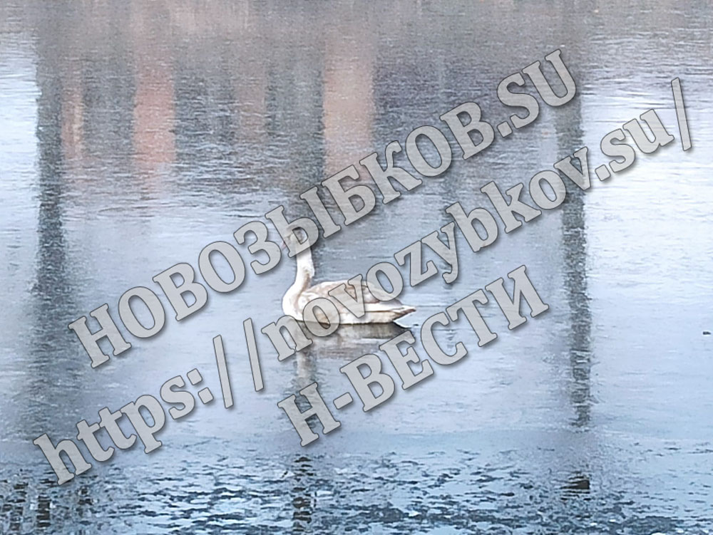 «Вмерзший» на озере в Новозыбкове лебедь встал на ноги
