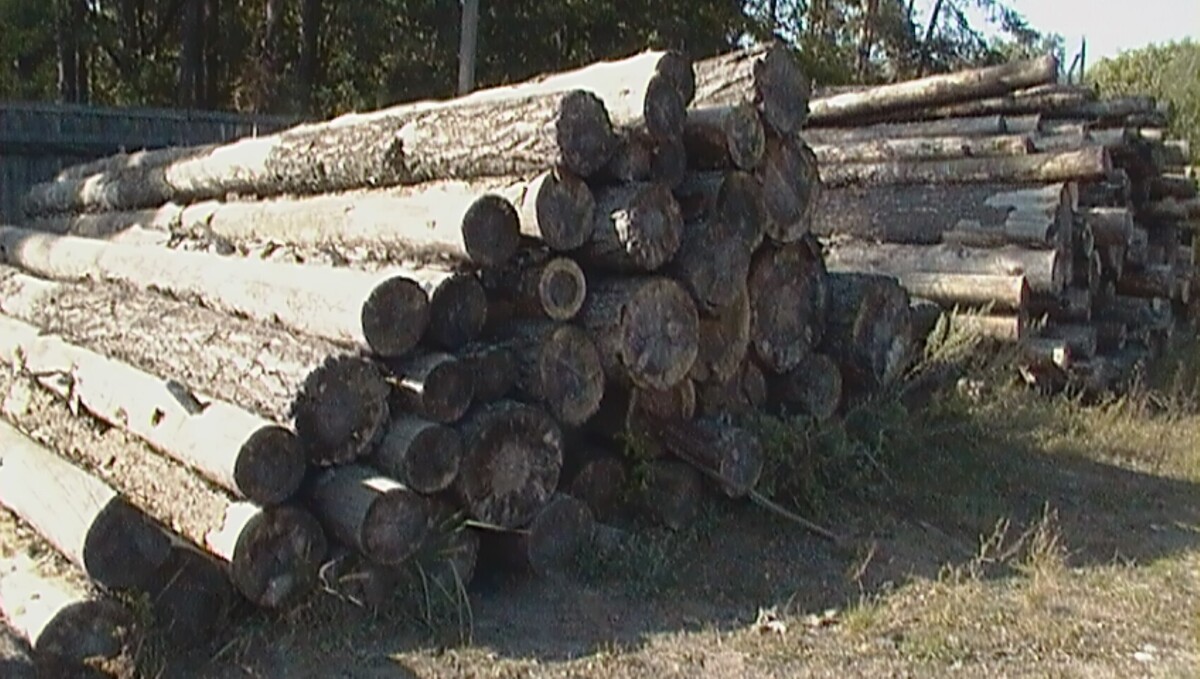 Лесничий из Трубчевска вырубал лес для последующей обработки и реализации