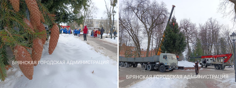 В Брянск сегодня доставили главную новогоднюю ель