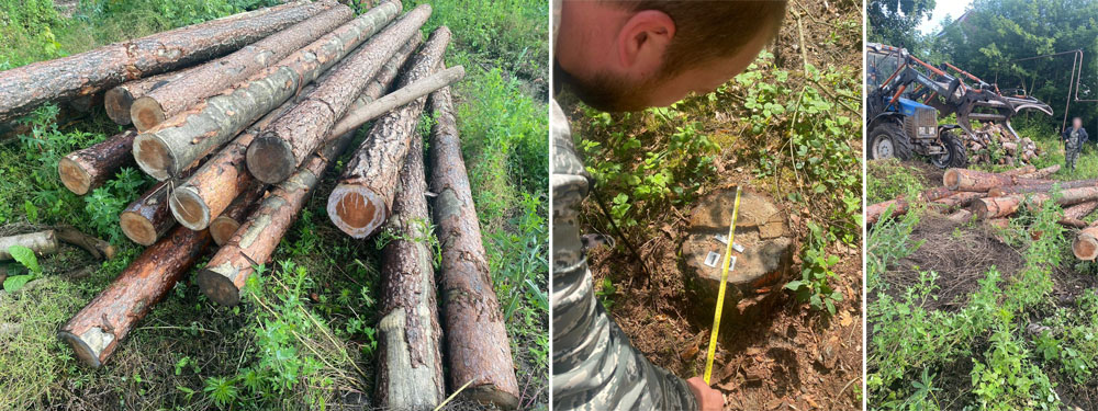 Председатель СХПК в Новозыбковском районе попал под уголовное дело за украденный лес