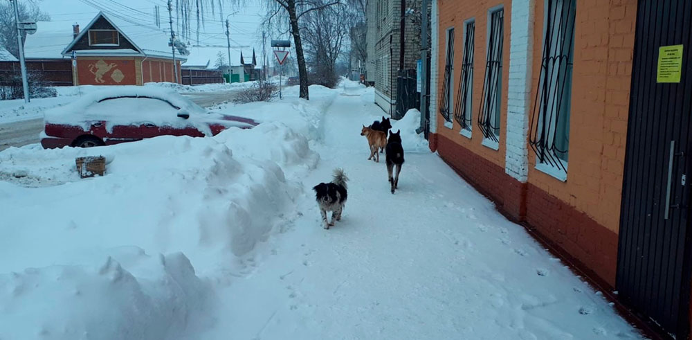 Из бюджета Трубчевского района выплатят компенсацию за нападение бродячей собаки