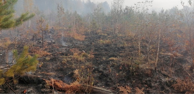 Виновник лесного пожара выслушал приговор суда в Брянской области