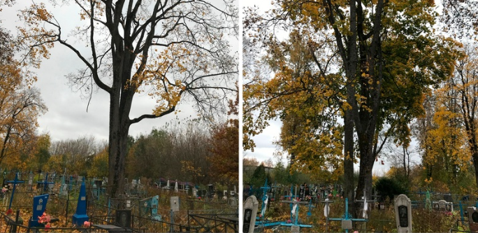В Стародубе на кладбище выросли деревья-исполины