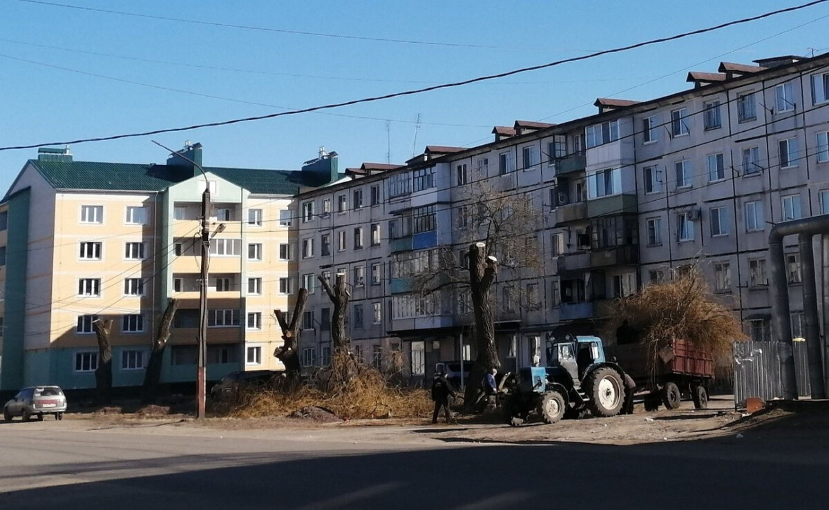 В Новозыбкове жёстко кронировали деревья, чтобы очистить ливневку