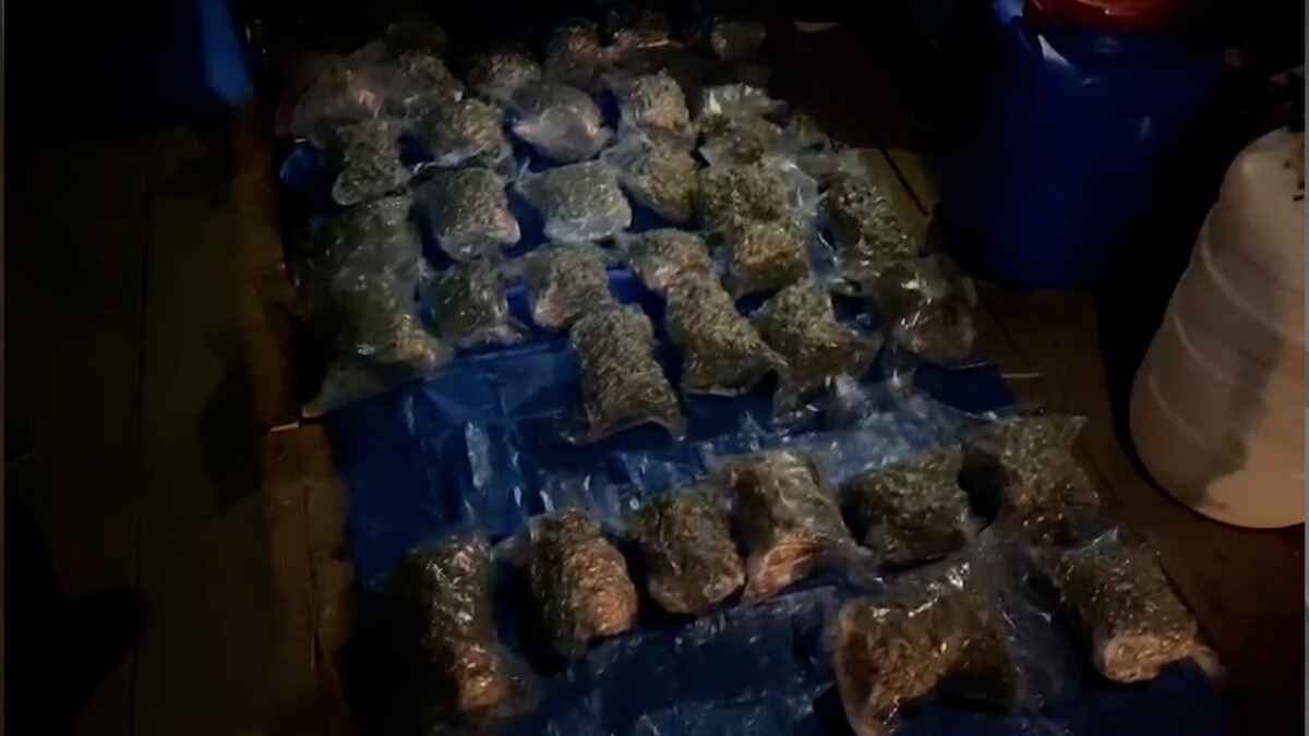 В Брянской области полицейские нашли в гараже 15 килограммов марихуаны