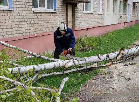 Сильные порывы ветра повалили восемь деревьев в Брянске
