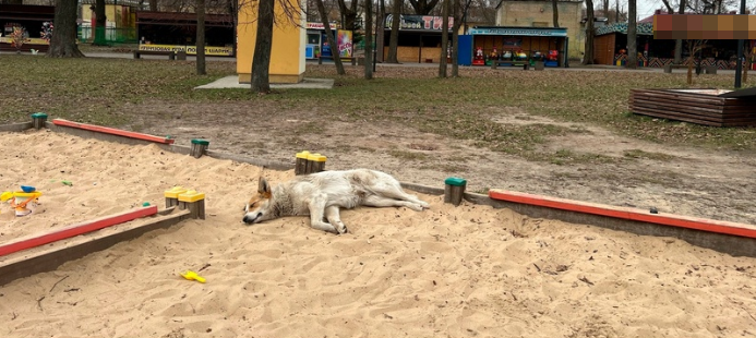 В Климово компенсацию за нападение бродячей собаки выплатят из бюджета