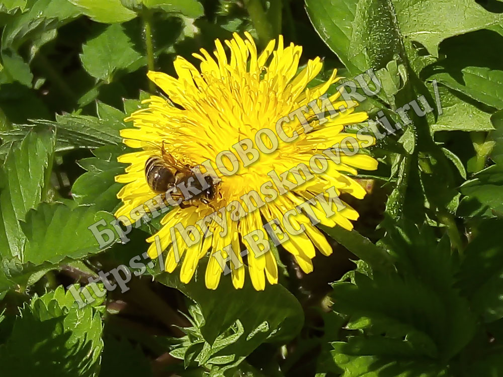 В Брянской области после обработки полей химикатами погибли пчелы