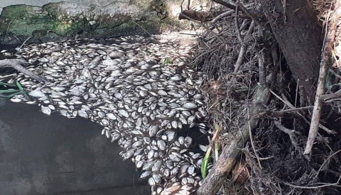 Брянская природоохранная прокуратура установит причину массовой гибели рыбы в Навлинском районе