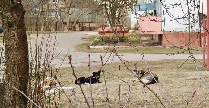 В Клинцах компенсацию морального вреда из-за укуса собаки выплатят из бюджета