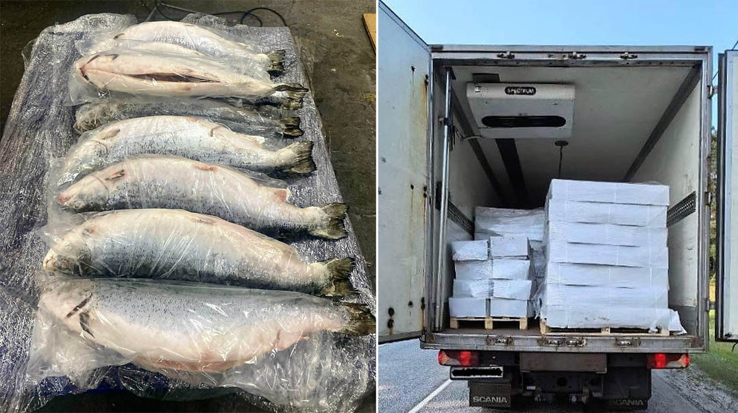 В Брянском районе остановлен грузовик с тоннами лосося и без документов