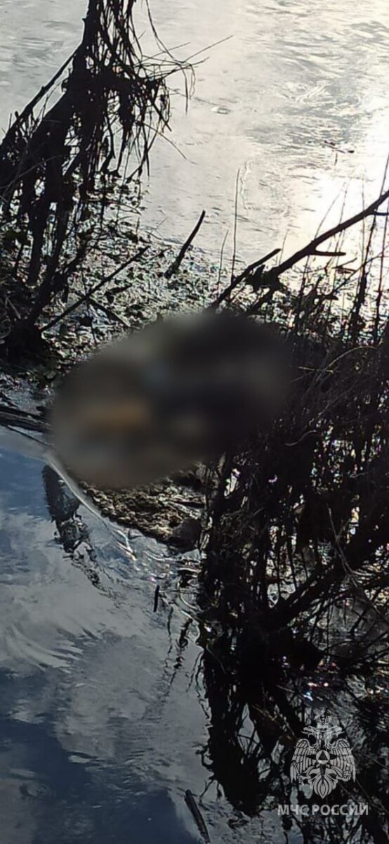 В Брянской области в реке обнаружено тело утонувшей женщины