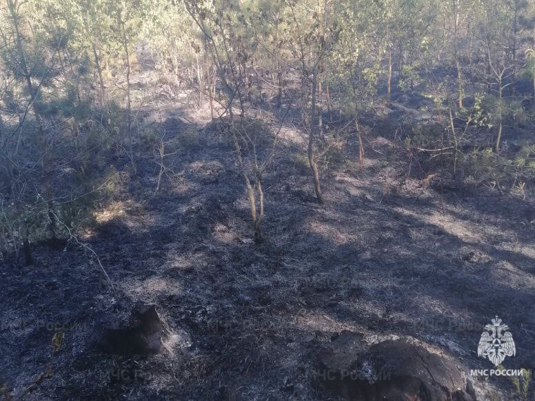 В Трубчевском районе ликвидировали лесной пожар