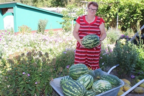 Жительница Стародубского округа освоила секреты выращивания в Брянской области больших арбузов