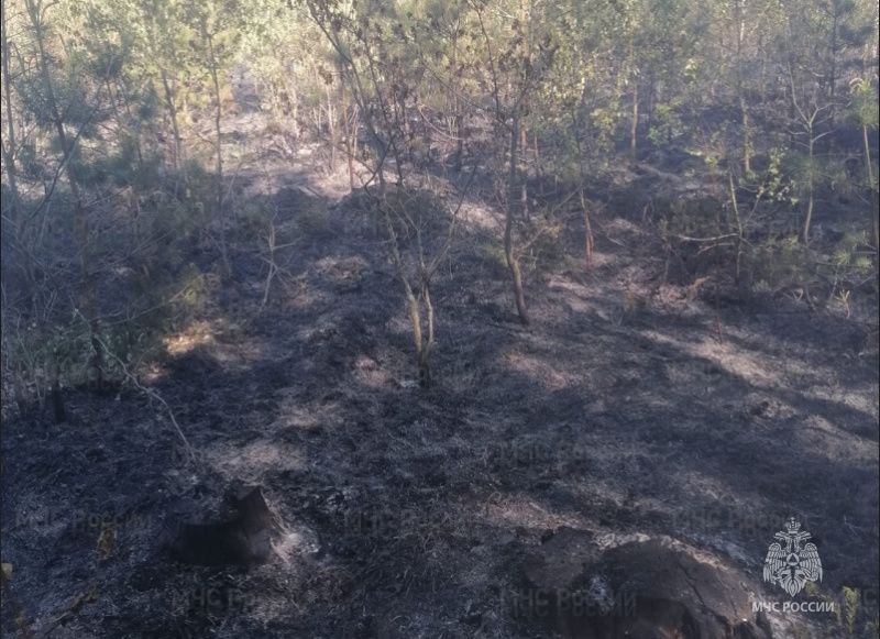 В Брасовском районе сегодня ликвидировали лесной пожар