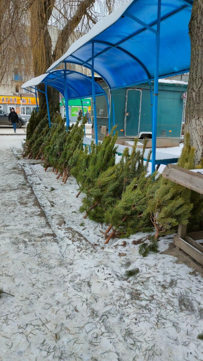 В Новозыбкове объявлен прием заявлений от желающих открыть ёлочные базары