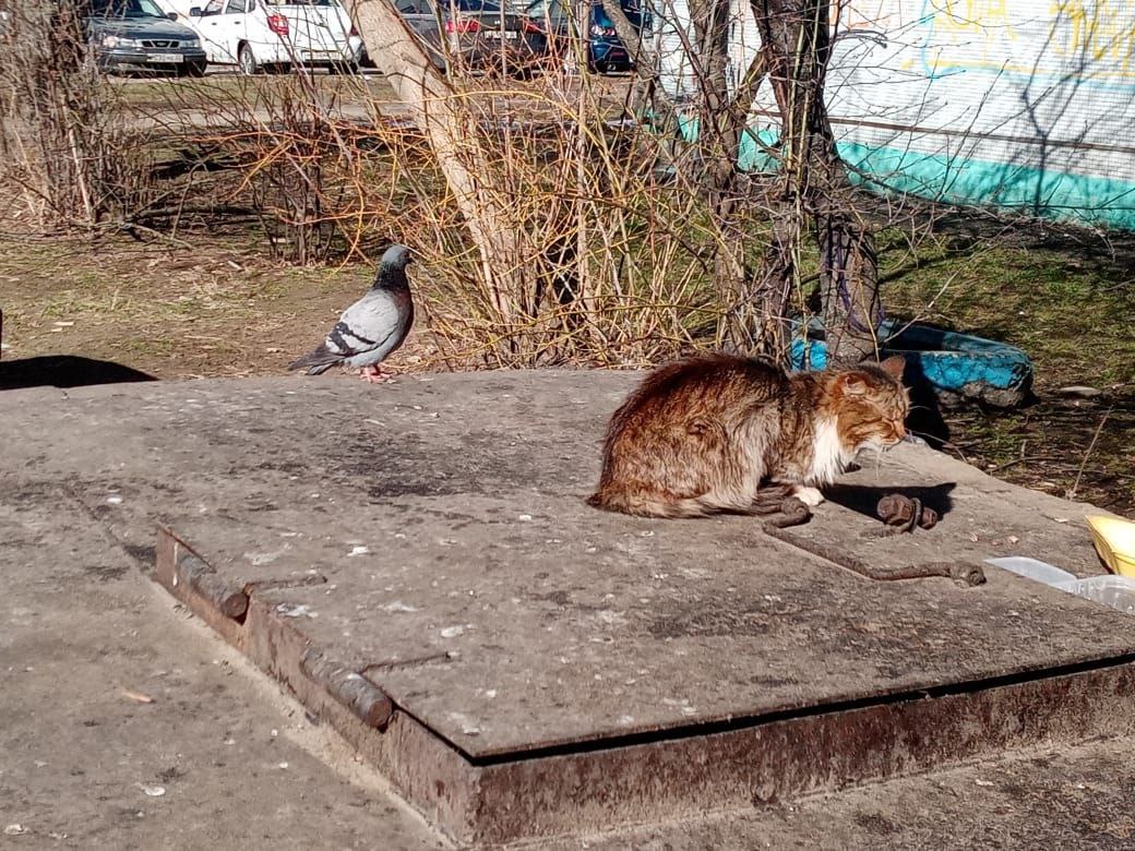 Тепло возвращается в Брянскую область