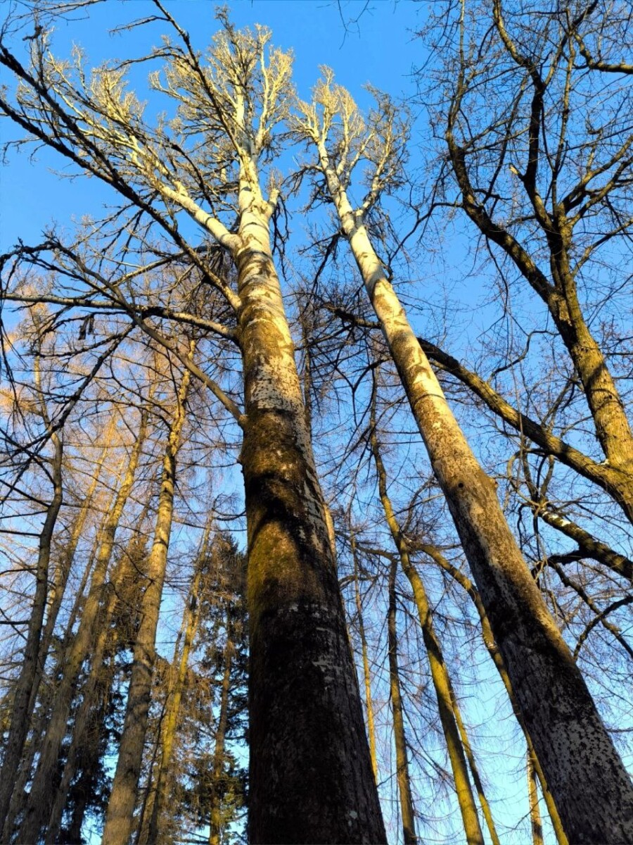 В Брянске показали самое высокое дерево Советского района