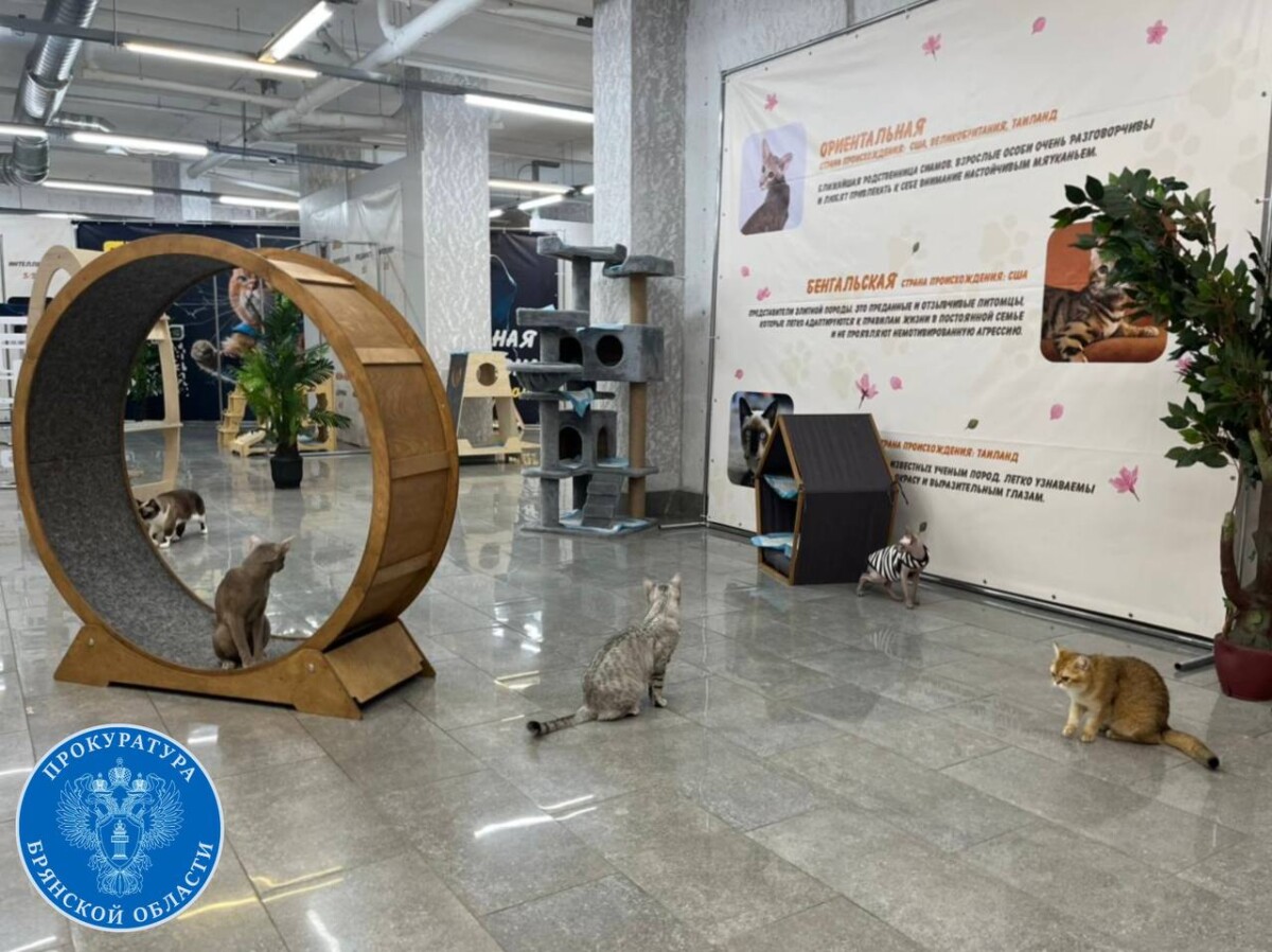 За нарушения на выставке кошек в Брянске оштрафован организатор