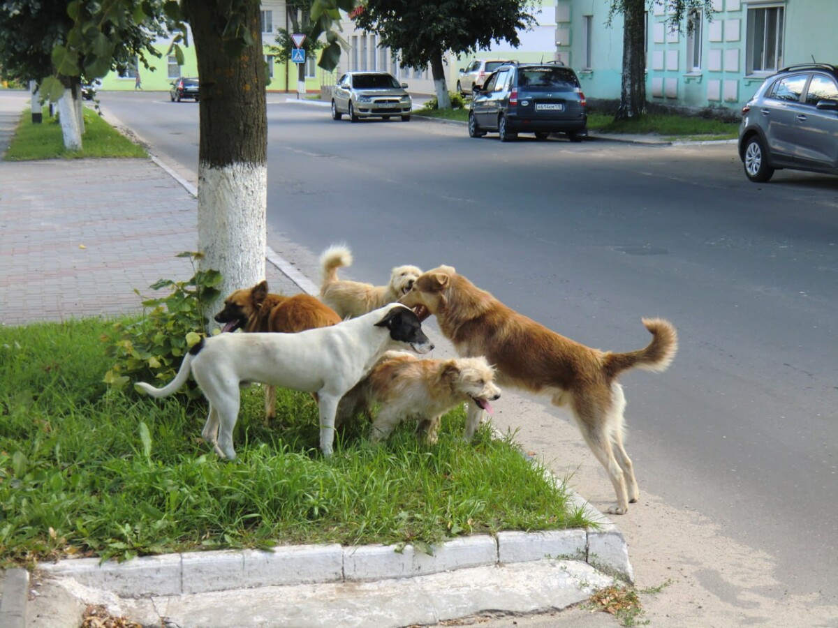 В Новозыбкове на девочку напала собака бойцовской породы